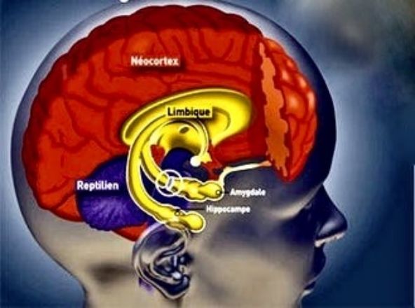 La conscience émotionnelle